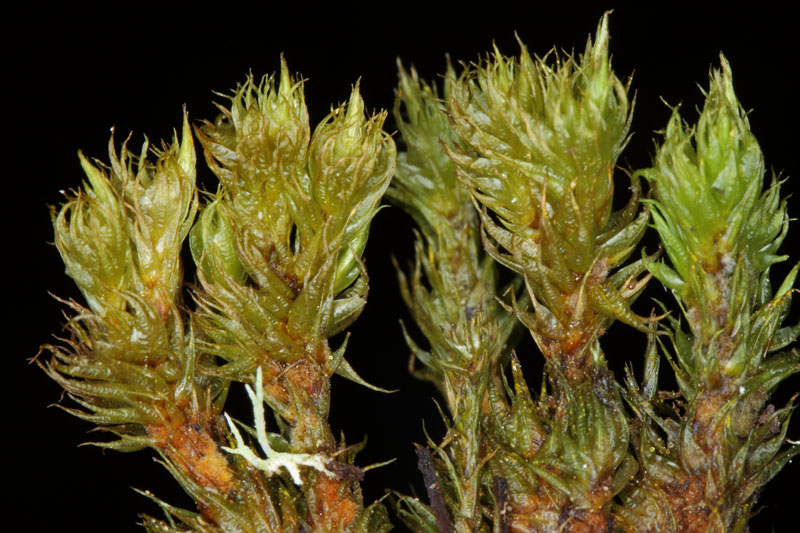 Dicranum spurium